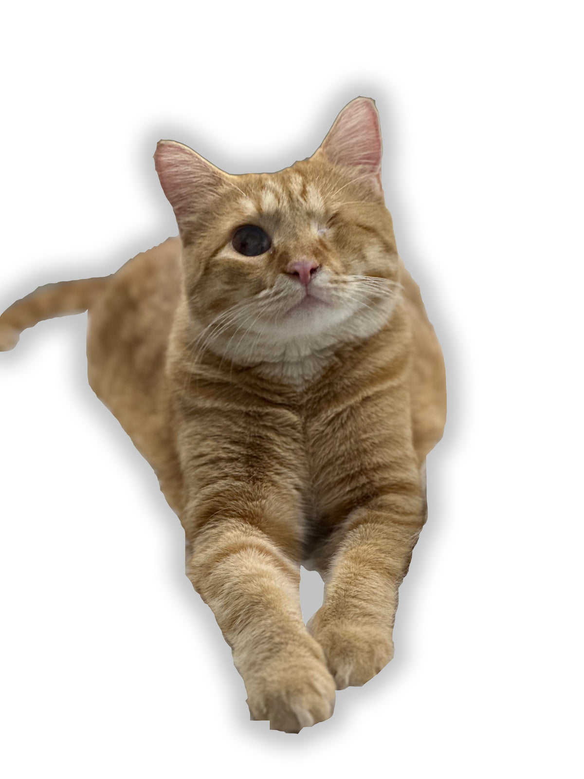Bowler Transmissions Henry Shop Cat vinyl sticker decal