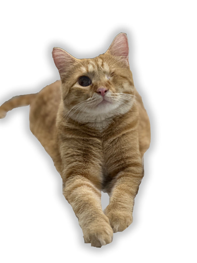 Bowler Transmissions Henry Shop Cat vinyl sticker decal
